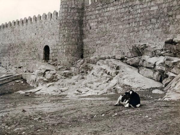 Spagna - Avila - Mura - Fortificazione - Torri semicircolari - Strada - Bovino