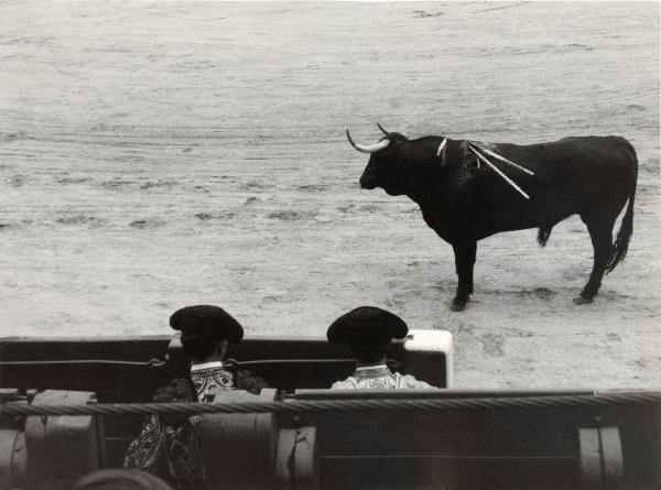 Spagna - Madrid - Las Ventas, arena - Corrida - Toro con banderillas -Toreri seduti negli spalti