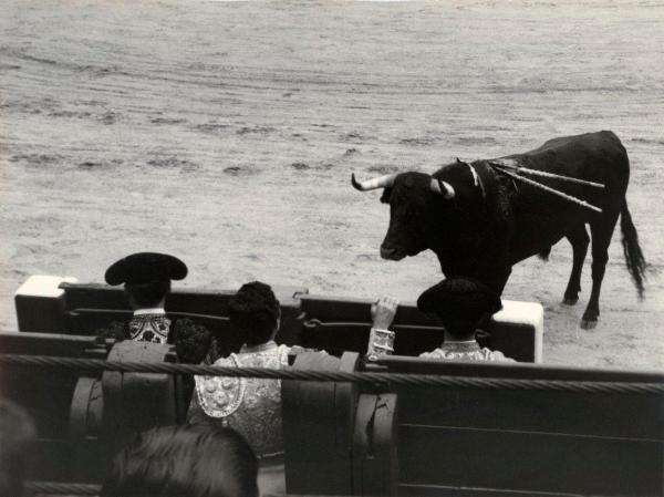 Spagna - Madrid - Las Ventas, arena - Corrida - Toro con banderillas - Toreri seduti negli spalti