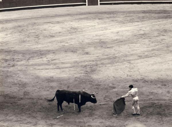 Spagna - Madrid - Las Ventas, arena - Corrida - Tercio de muleta - Torero con muleta e spada - Toro con banderillas