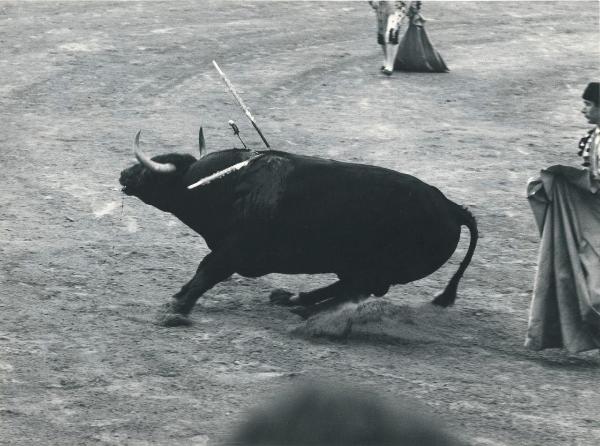 Spagna - Madrid - Las Ventas, arena - Corrida - Tercio de muleta - Toro morente con banderillas e spada - Toreri