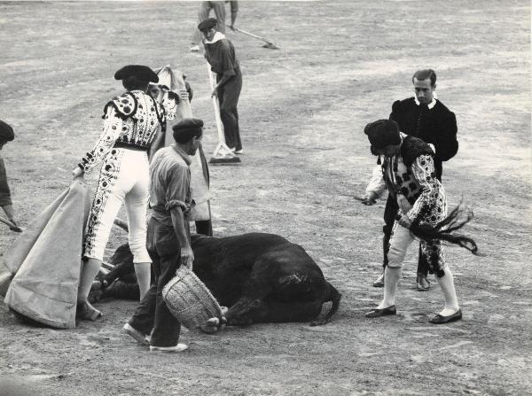 Spagna - Madrid - Las Ventas, arena - Corrida - Tercio de muleta - Toro morto a terra - Torero - Uomini - Taglio della coda