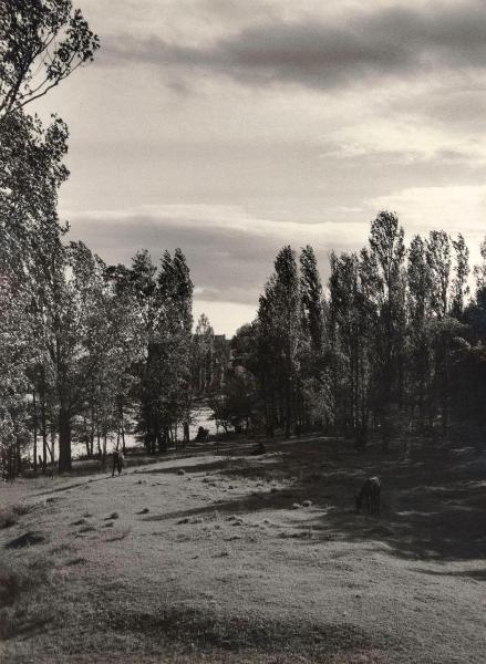 Spagna - Torquemada - Fiume Rio Pisuerga (?): riva - Prato - Alberi - Asini