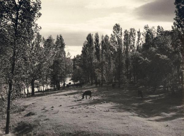 Spagna - Torquemada - Fiume Rio Pisuerga (?): riva - Prato - Alberi - Asini