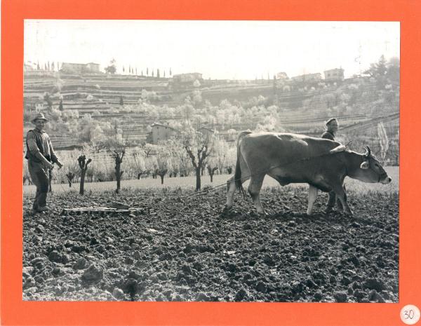 Bergamo - Valle di Astino - Ritratto maschile - Adulto - Agricoltori con animali da tiro