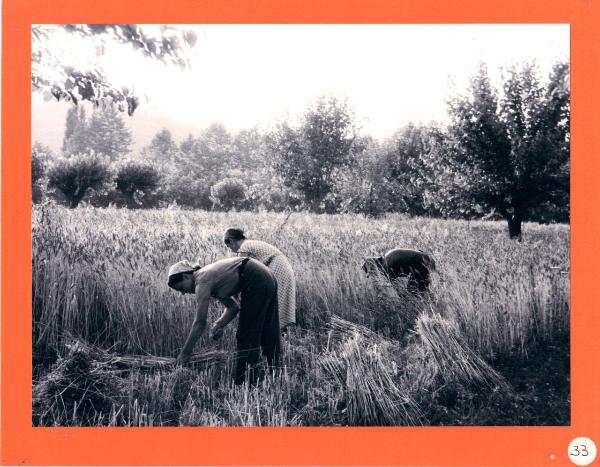 Bergamo - Valle di Astino - Adulte - Braccianti agricoli - Mietitura