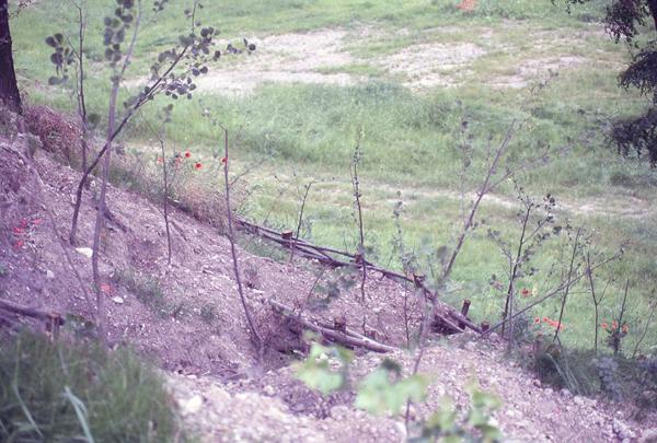 Sesto San Giovanni - Parco Nord, settore Montagnetta - Piantumazione di ontani e realizzazione di viminate sul pendio della Montagnetta