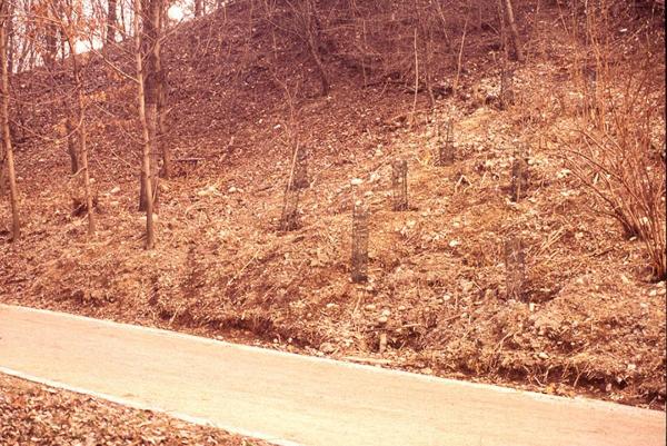 Sesto San Giovanni - Parco Nord, settore Montagnetta - Reti di protezione intorno a giovani piante (a difesa dei conigli e del taglio dell'erba) e viminata sul pendio della Montagnetta