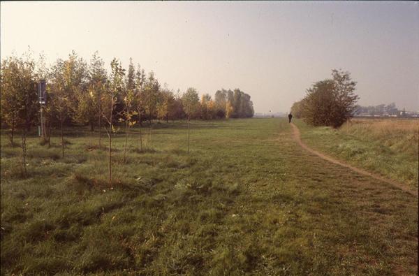 Cinisello Balsamo - Parco Nord, settore Est - Area al confine nord est del parco ripresa dalla parte dell'ospedale Bassini - Rimboschimenti - Prato - Percorso pedonale - Filari di alberi - Uomo che cammina in lontanza