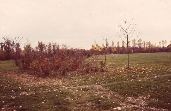 Cinisello Balsamo - Parco Nord, settore Est - Zona tra il Campo Volo e il filare dei pioppi cipressini - Rimboschimenti - Prato - Cespugli - Autunno