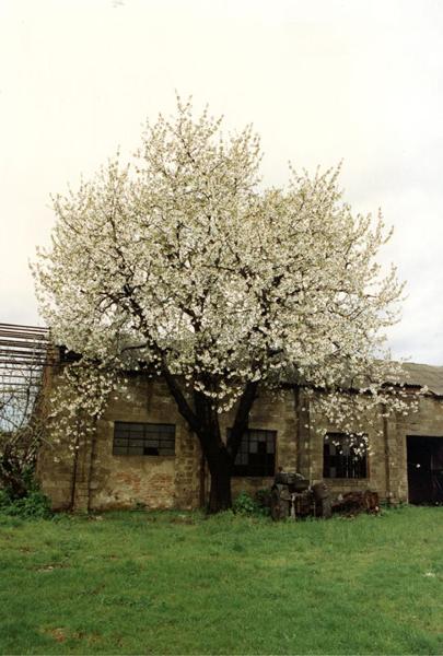 Cinisello Balsamo - Parco Nord, settore Est - Cascina Centro Parco, ala ovest prima dei lavori di ristrutturazione - Albero (ciliegio) in fiore nel cortile della cascina -Trattore abbandonato