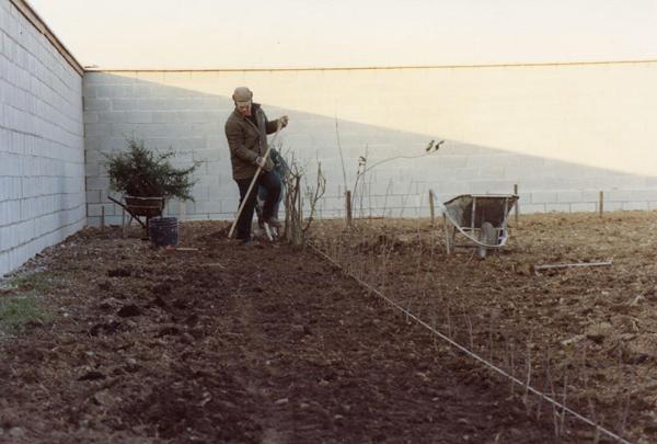 Cinisello Balsamo - Parco Nord, settore Est - Allestimento del vivaio - Operaio - Muro - Attrezzi da lavoro: vanghe e carriole