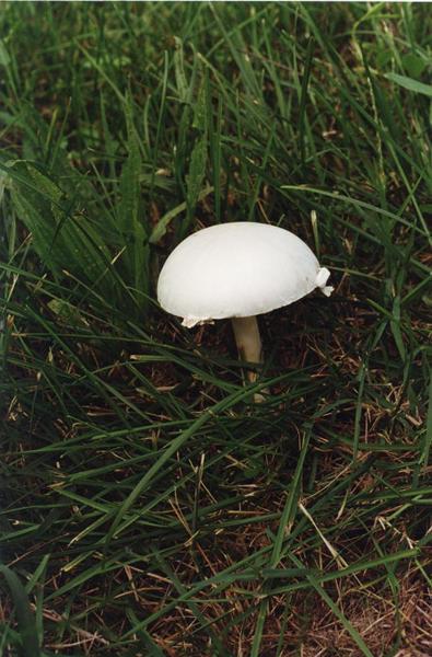 Parco Nord - Fungo - Bubbola buona (Lepiota naucina) - Erba - Documentazione naturalistica