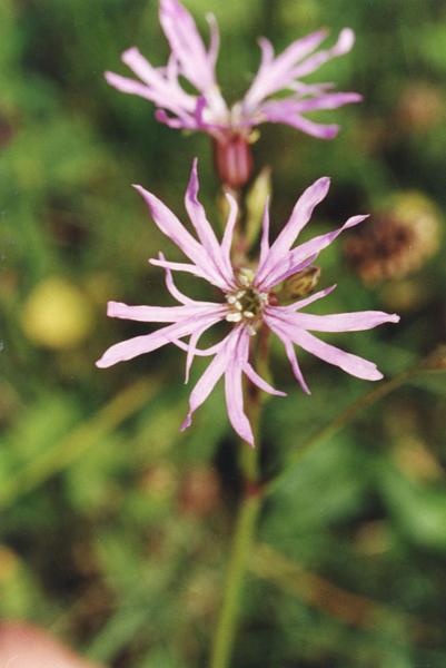 Parco Nord - Fiori di fior di cuculo (Lychinis flos-cuculi) - Flora spontanea - Documentazione naturalistica
