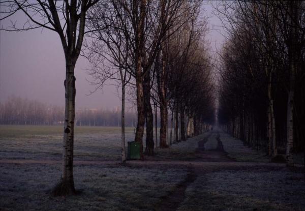 Cinisello Balsamo - Parco Nord, settore Est - Filari di alberi (pioppo bianco) - Area boschiva - Inverno - Brina