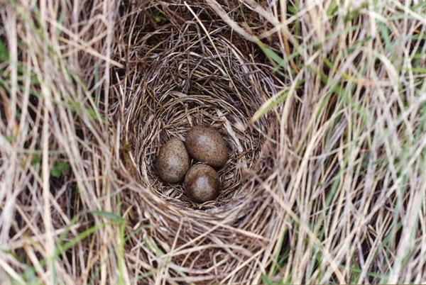 Parco Nord - Nido di allodola (Alauda arvensis) - Uova di uccello - Avifauna - Fauna selevatica - Documentazione naturalistica