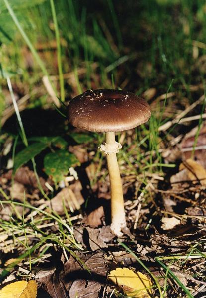 Parco Nord - Fungo - Strofaria (Stropharia anemanni) - Foglie secche - Documentazione naturalistica