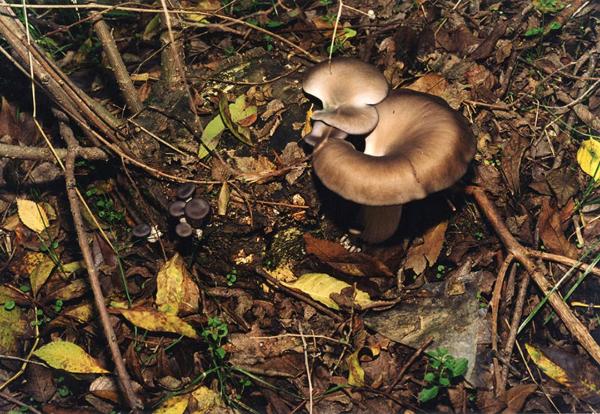 Parco Nord - Funghi - Orecchione (Pleurotus ostreatus) - Foglie secche - Rami - Documentazione naturalistica