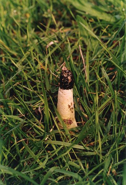 Parco Nord - Fungo - Satirione (Phallus impudicus) - Erba - Documentazione naturalistica