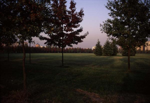 Cinisello Balsamo - Parco Nord, settore Est - Grande Rotonda (Gorki) - Pini - Prato - Alberi: quercia rossa in primo piano