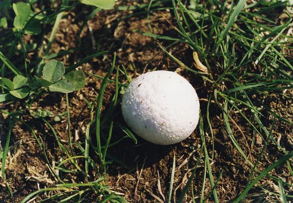 Parco Nord - Fungo - Vescia gemmata (Lycoperdon perlatum) - Erba -Terra - Documentazione naturalistica