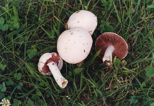 Parco Nord - Funghi - Prataiolo (Agaricus arvensis ) - Erba - Documentazione naturalistica