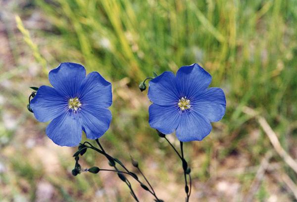 Parco Nord - Fiori di lino selvatico (Linum perenne) - Boccioli - Erba - Flora spontanea - Documentazione naturalistica