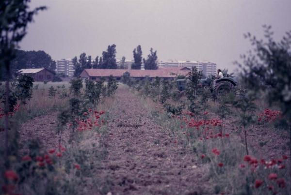 Cinisello Balsamo - Parco Nord, settore Est - Rimboschimento - Campi con nuove piantumazioni - Prato fiorito, papaveri - Trattore - Cascina Centro Parco - Sullo sfondo palazzi di Bresso