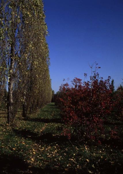 Cinisello Balsamo - Parco Nord, settore Est - Filare di alberi (pioppo cipressino) - Arbusti - Autunno - Prospettiva