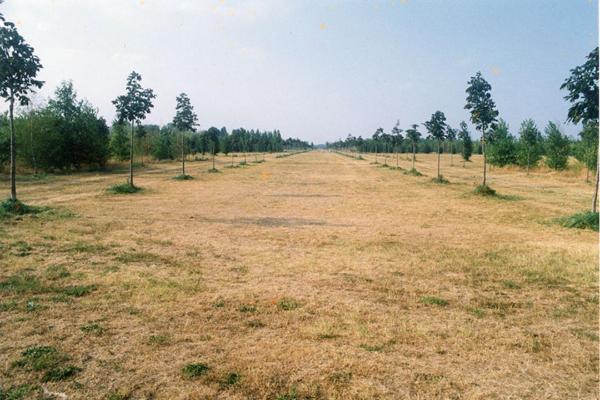 Sesto San Giovanni / Cinisello Balsamo - Parco Nord, settore Est - Filare Cannocchiale degli ippocastani - Prati - Erba secca