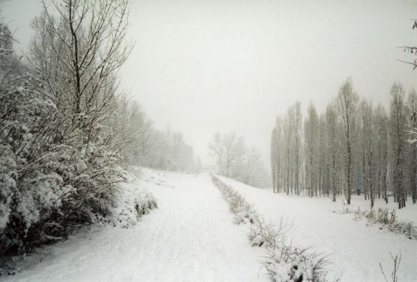 Sesto San Giovanni - Parco Nord, settore Montagnetta - La Montagnetta - Percorso ciclopedonale - Alberi spogli, prati, arbusti - Inverno - Neve
