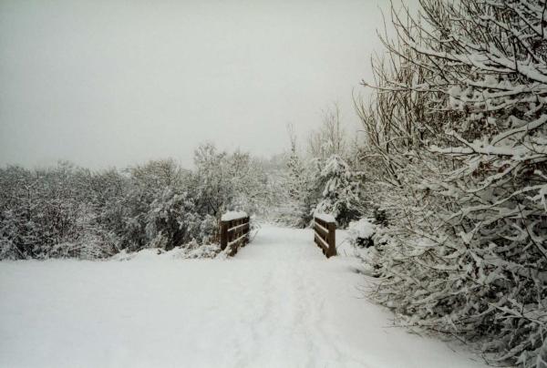 Sesto San Giovanni - Parco Nord, settore Montagnetta - Ponte - Percorso ciclopedonale - Alberi spogli, prati, arbusti - Inverno - Neve