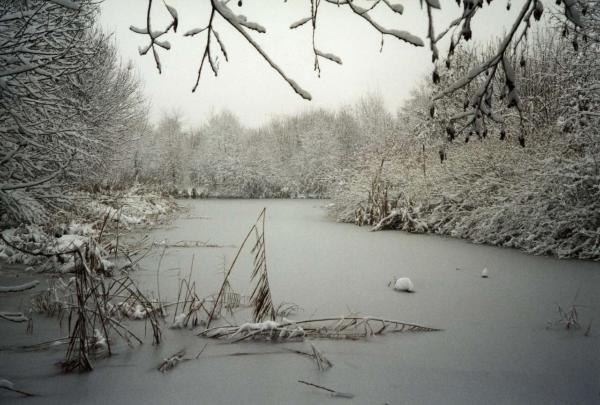 Sesto San Giovanni - Parco Nord, settore Montagnetta - Laghetto artificiale Suzzani - Cespugli - Canne - Vegetazione acquatica - Inverno - Neve