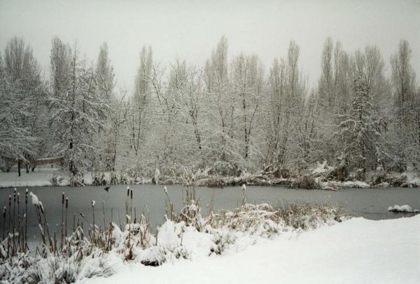 Sesto San Giovanni - Parco Nord, settore Montagnetta - Laghetto artificiale Suzzani - Cespugli - Canne - Vegetazione acquatica - Alberi spogli - Inverno - Neve