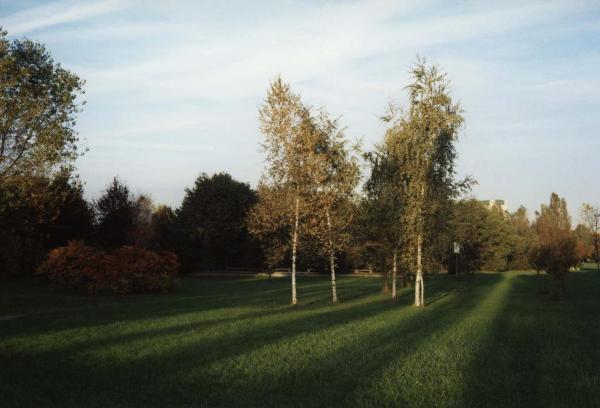 Sesto San Giovanni - Parco Nord, settore Est - Ingresso Clerici, dintorni - Alberi, betulle - Binario Breda con tavolini per il picnic - Boschi (primi lotti) - Prato - Ombre