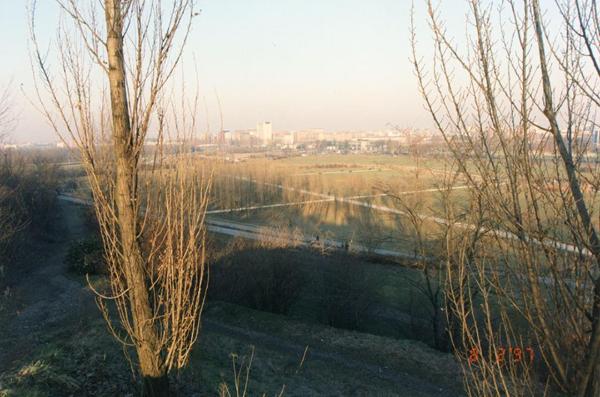 Sesto San Giovanni - Parco Nord, settore Montagnetta - Veduta dalla Montagnetta verso viale Fulvio Testi - Alberi - Filari - Prati - Percorsi ciclopedonali - Sullo sfondo palazzi di Sesto San Giovanni e Cinisello Balsamo