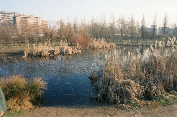 Sesto San Giovanni - Parco Nord, settore Montagnetta - Laghetto artificiale Suzzani - Vegetazione acquatica - Canne - Sullo sfondo palazzi di viale Fulvio Testi