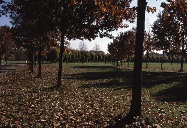 Cinisello Balsamo - Parco Nord, settore Est - Grande Rotonda (Gorki) - Prato - In primo piano filari di alberi (quercia rossa), sullo sfondo filari di acero globosa e carpino piramidale