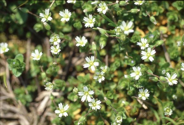 Parco Nord - Fiori di stellaria (Stellaria media) - Foglie - Boccioli - Flora spontanea - Documentazione naturalistica
