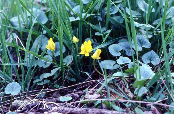 Parco Nord - Fiori di favagello (Ranunculus ficaria) - Foglie - Erba - Flora spontanea - Documentazione naturalistica
