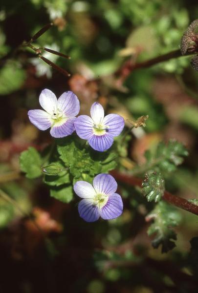 Parco Nord - Fiori di veronica (Veronica agrestis) - Foglie - Flora spontanea - Documentazione naturalistica
