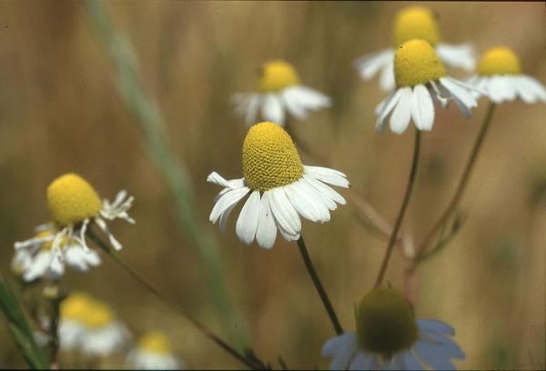 Parco Nord - Fiori di camomilla (Chamomilla matricaria) - Flora spontanea - Documentazione naturalistica
