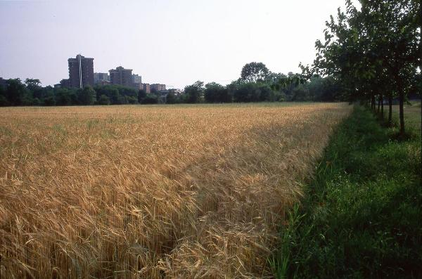 Milano - Parco Nord, settore Via Adriatico - Campo con spighe - Filare di alberi - Sullo sfondo palazzi di via Adriatico
