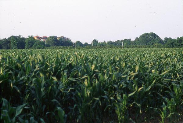 Milano - Parco Nord, settore Via Adriatico (?) / settore Niguarda (?) - Campo di mais - Alberi
