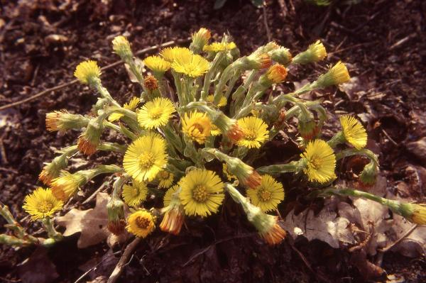 Parco Nord - Fiori di farfara (Tussilago farfara) - Flora spontanea - Documentazione naturalistica
