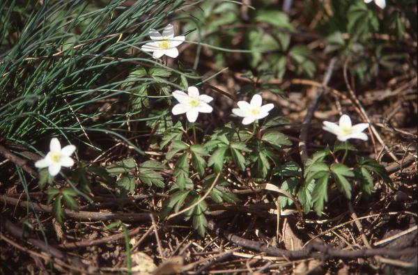 Parco Nord - Fiori di anemone dei boschi (Anemone nemorosa) - Erba - Rami - Foglie secche - Flora spontanea - Documentazione naturalistica
