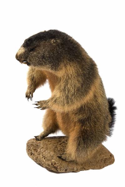 Marmotta