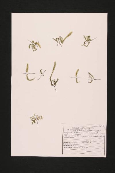 Selaginella selaginoides (L.) Schrank et Martius