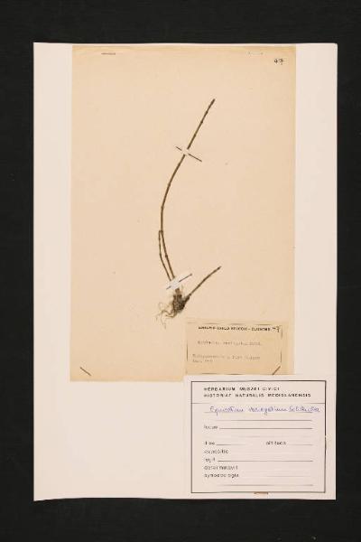 Equisetum variegatum Schl.
