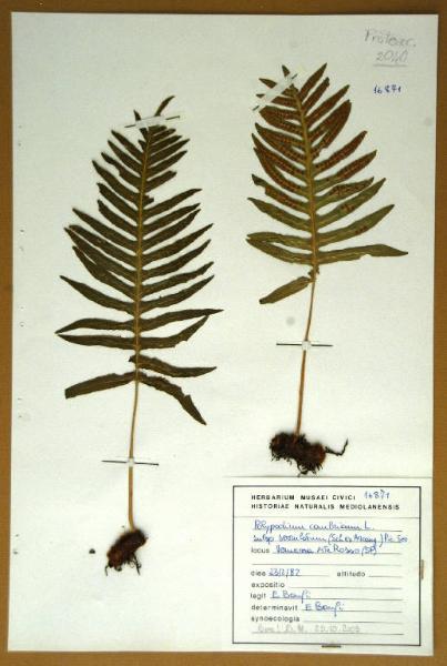 Polypodium cambricum L. subsp. serrulatum (Sch ex Arcong) Pic.Ser.